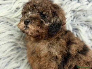 Caniche Enano perros Caniche Arlequin chocolate - Anuncio 5