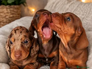 Teckel Miniatura perros Salchichas que enamoran - Anuncio 2