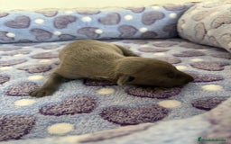 Whippet perros en venta: Whippet blue nueva camada - Imagen 7