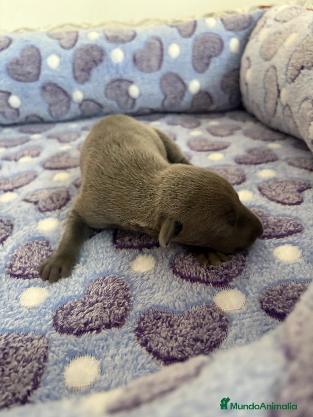Whippet perros en venta: Whippet blue nueva camada - Imagen 7