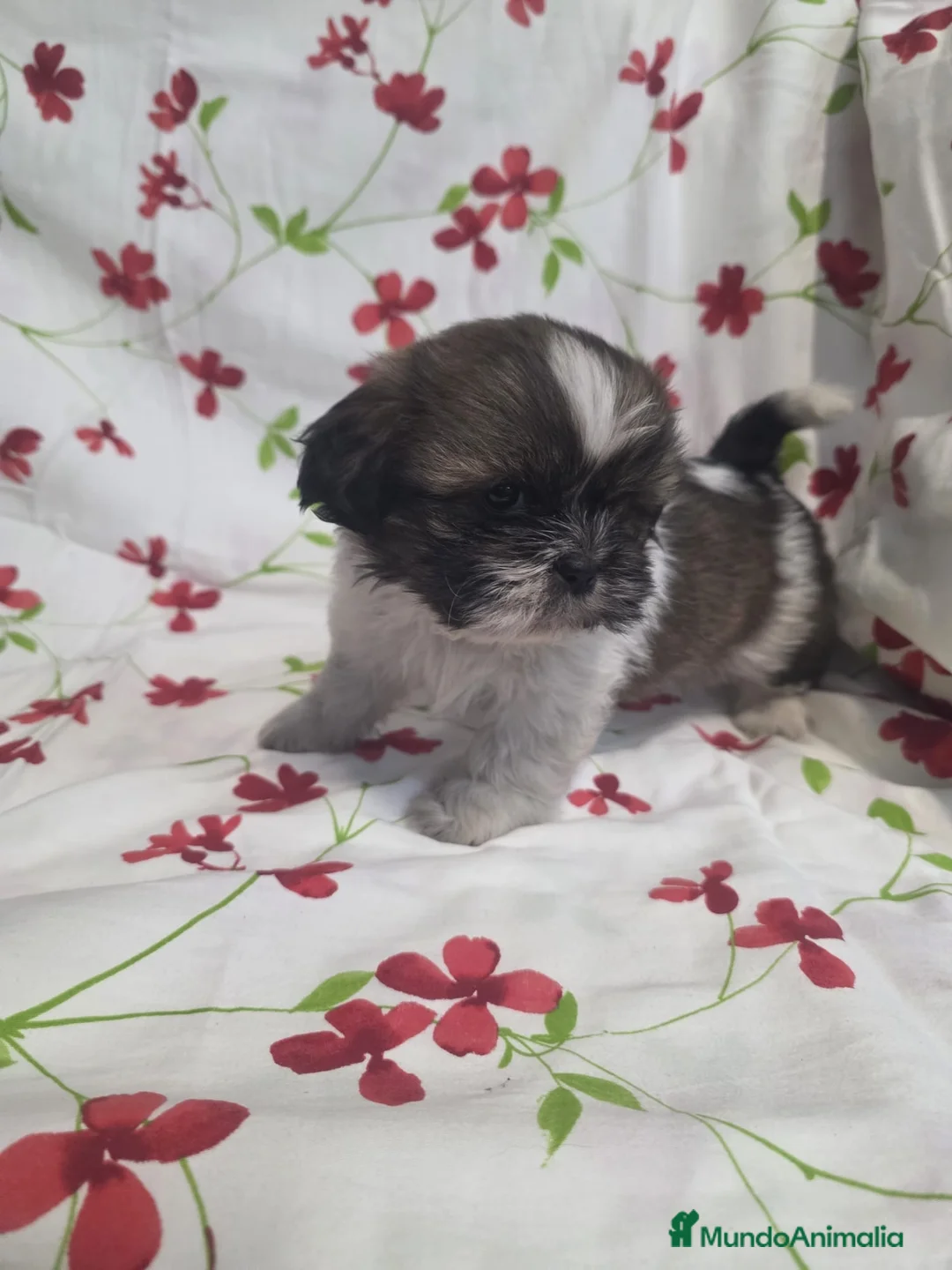 Shih Tzu perros en venta: Hembra Shih Tzu - Anuncio 1