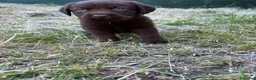 Pastor Belga Malinois perros en venta: Labrador retriever   - Anuncio 3