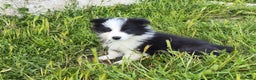 Border Collie perros en venta: BORDER COLLIE BICOLOR en Madrid - Anuncio 4