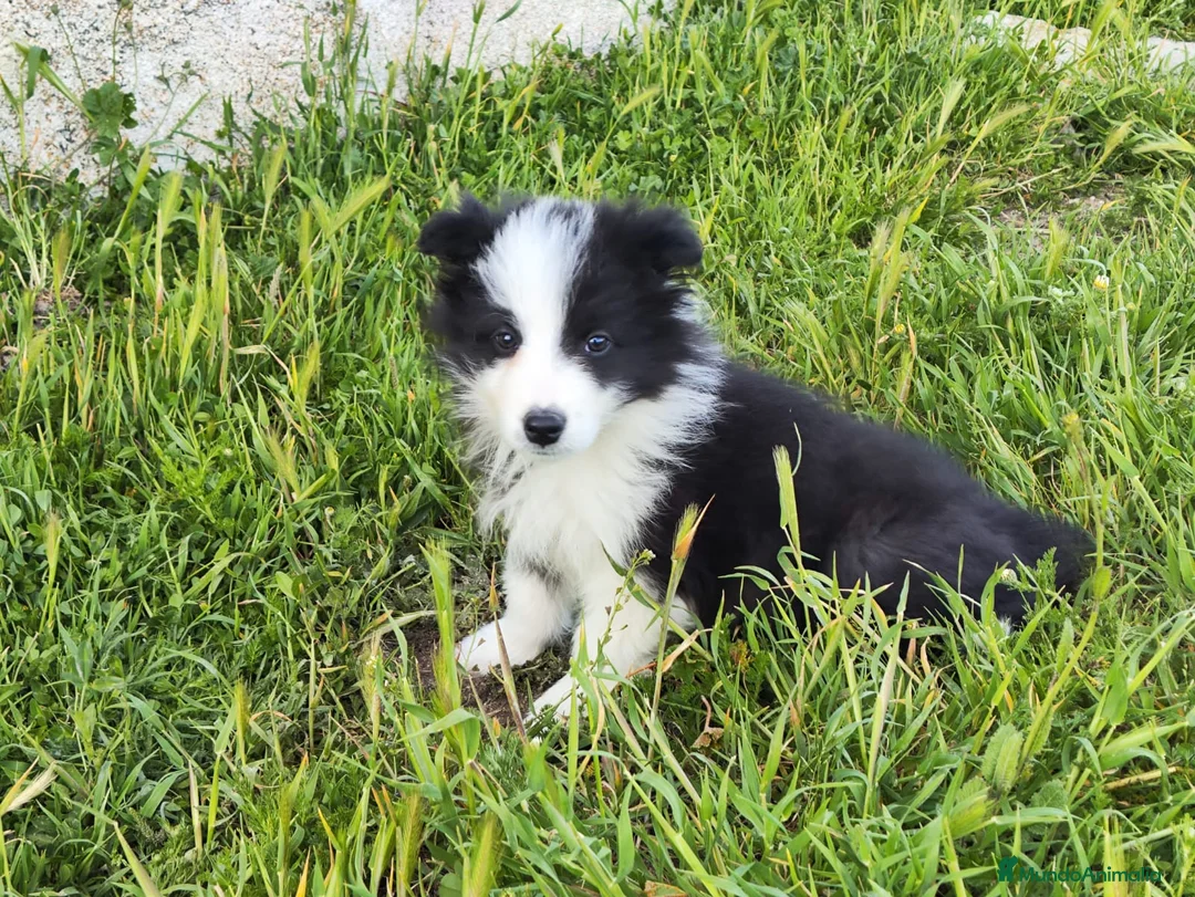 Border Collie perros en venta: BORDER COLLIE BICOLOR en Madrid - Anuncio 4