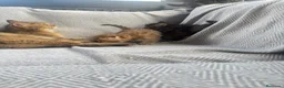 Británico de Pelo Corto gatos en venta: Gatos brithish  - Anuncio 6