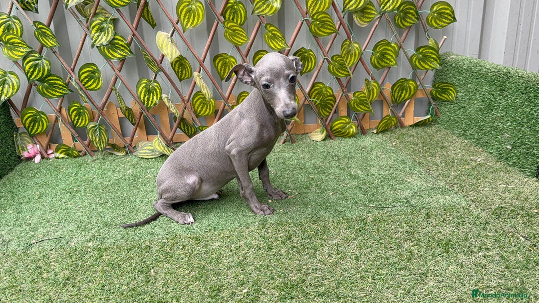 Pequeño Lebrel Italiano perros en venta: Piccolo italiano - Anuncio 4