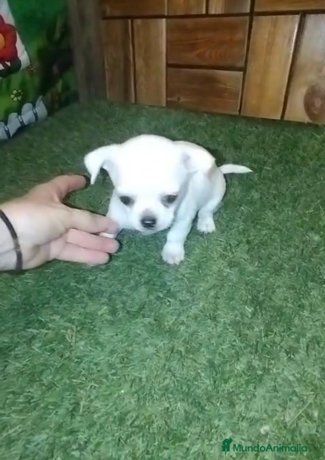 Chihuahua perros en venta: Chihuahua cabeza manzana  - Imagen 7