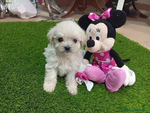 Bichón Maltés perros - Anuncio 2