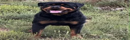Rottweiler perros en venta: Cachorros de Rottweiler - Anuncio 2