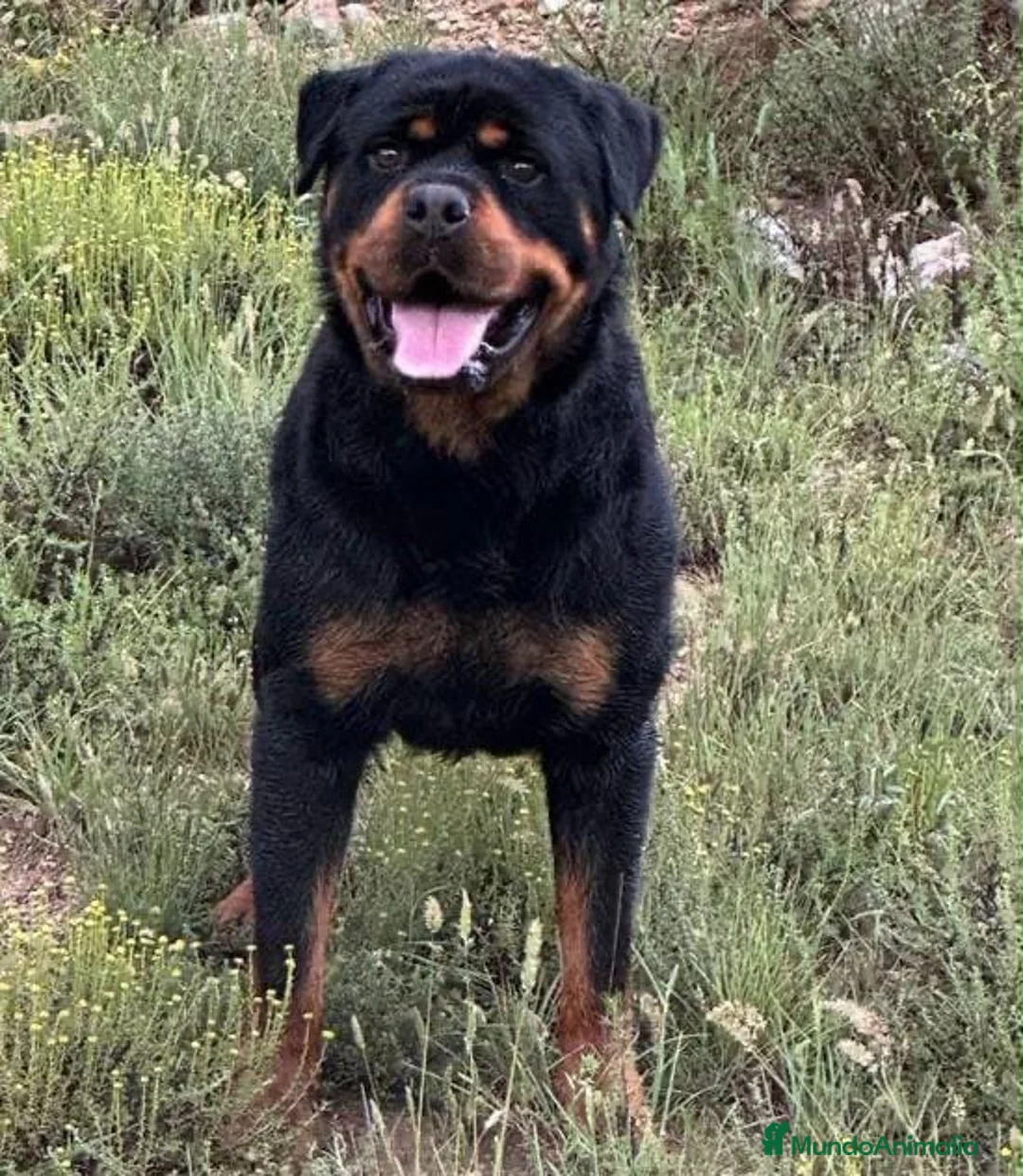 Rottweiler perros en venta: Cachorros de Rottweiler - Anuncio 2