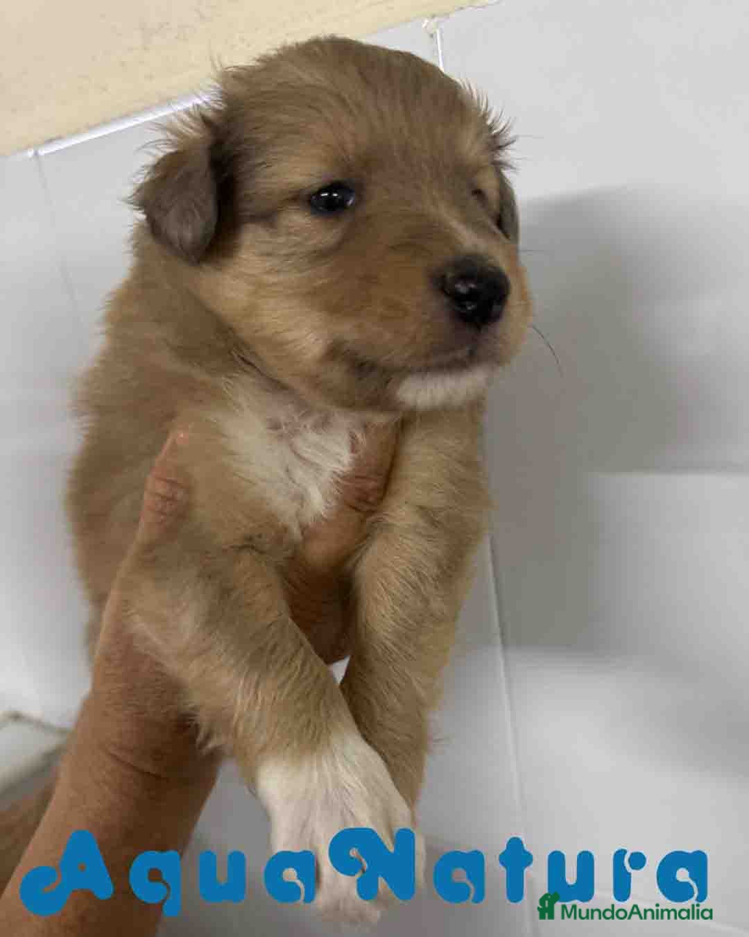 Perro Pastor de las Shetland perros en venta: Pastor de Shetland Macho 3 de Nana AQUANATURA - Anuncio 1