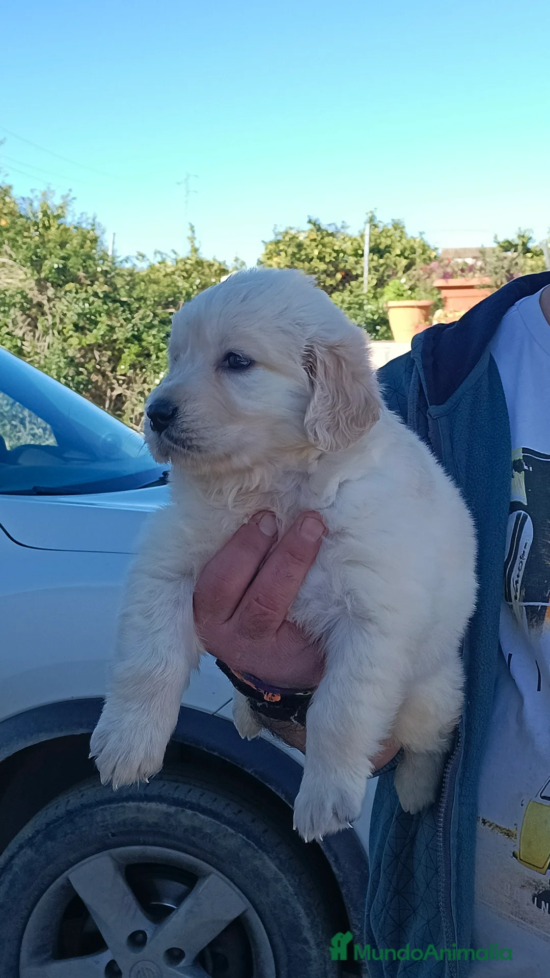 Golden Retriever perros en venta: Hembra de golden retriever  - Anuncio 3