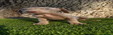 Weimaraner 3