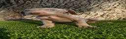 Weimaraner perros en venta: Braco de weimar  - Anuncio 3