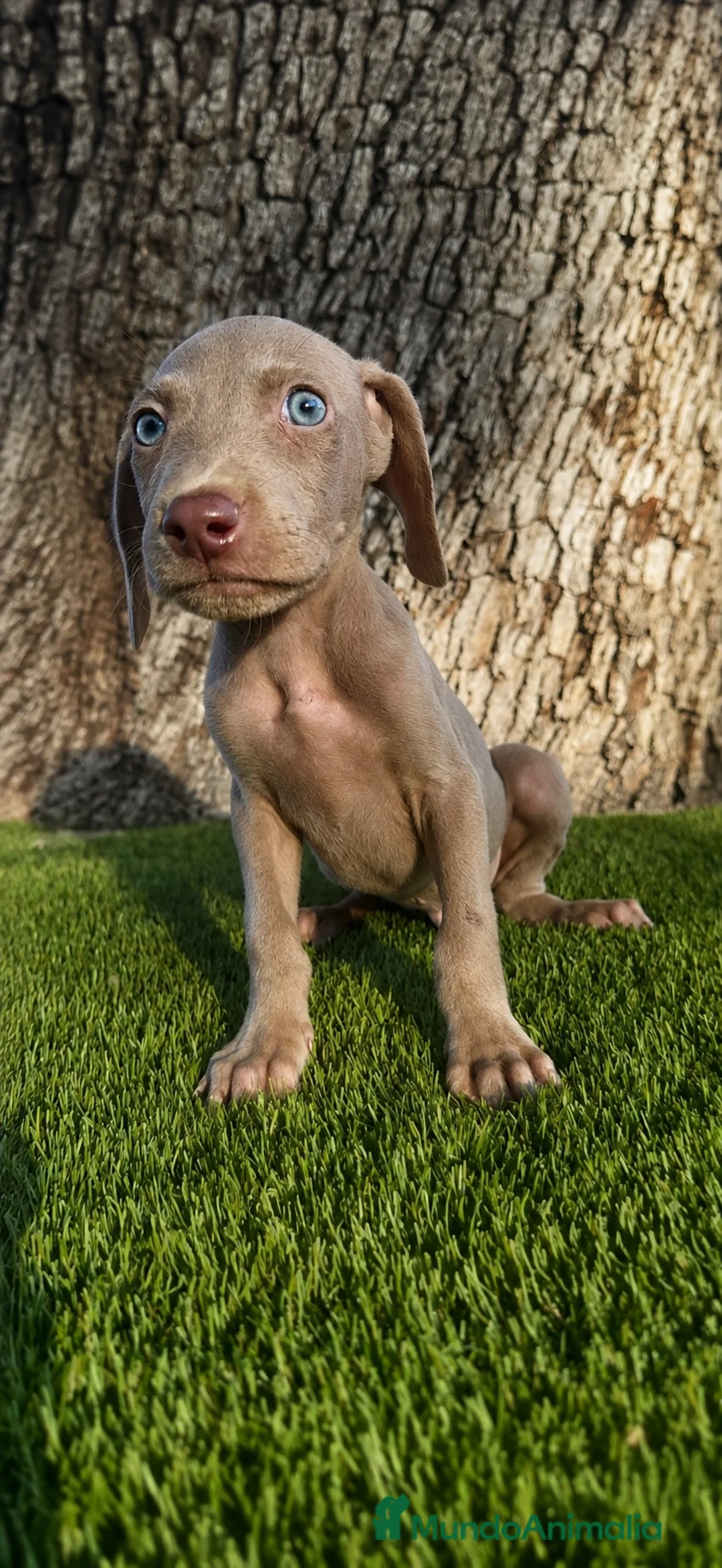 Weimaraner perros en venta: Braco de weimar  - Anuncio 3