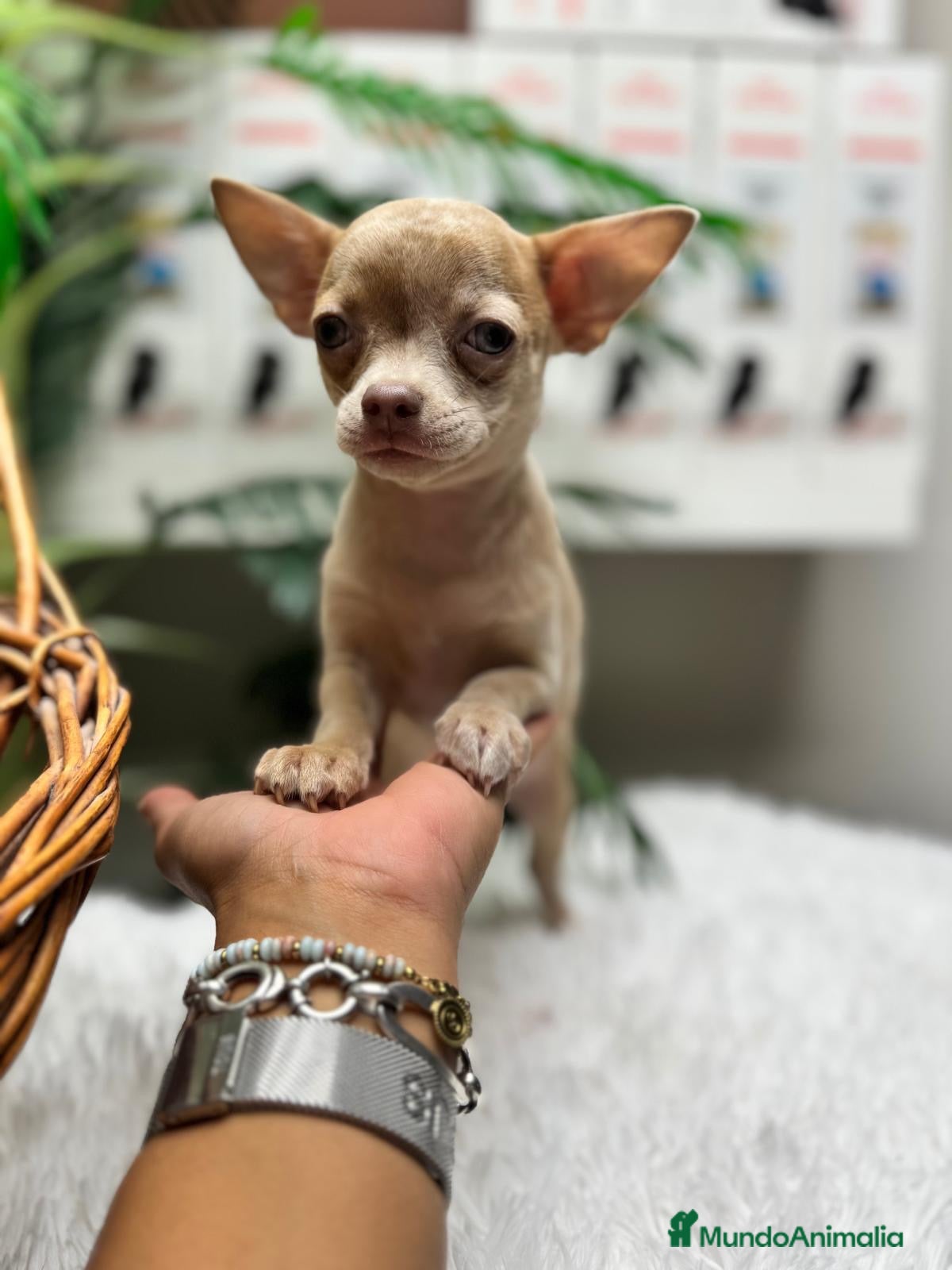 Chihuahua perros CHIHUAHUA - Anuncio 3
