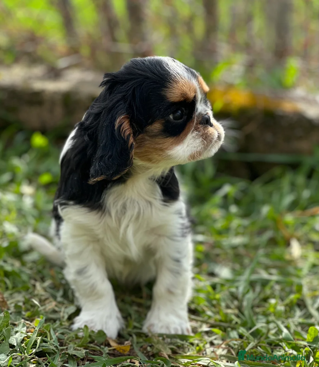 King Charles Spaniel perros en venta: KING CHARLES SPANIEL TRICOLOR MACHO en Barcelona - Anuncio 2