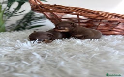 Chihuahua perros en venta: CHIHUAHUA MACHO CHOCOLATE & TAN - Imagen 4