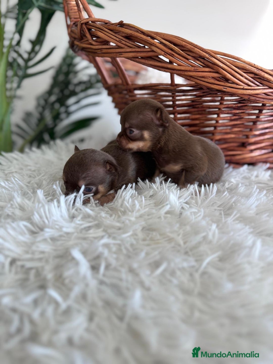 Chihuahua perros en venta: CHIHUAHUA MACHO CHOCOLATE & TAN - Imagen 4