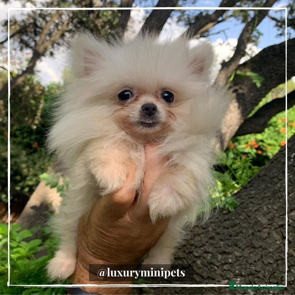 Pomerania perros Camada de adorables Lulú de Pomerania en Madrid - Anuncio 2