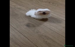 Bichón Maltés perros en venta: BICHÓN MALTÉS ❗🐾 - Imagen 1