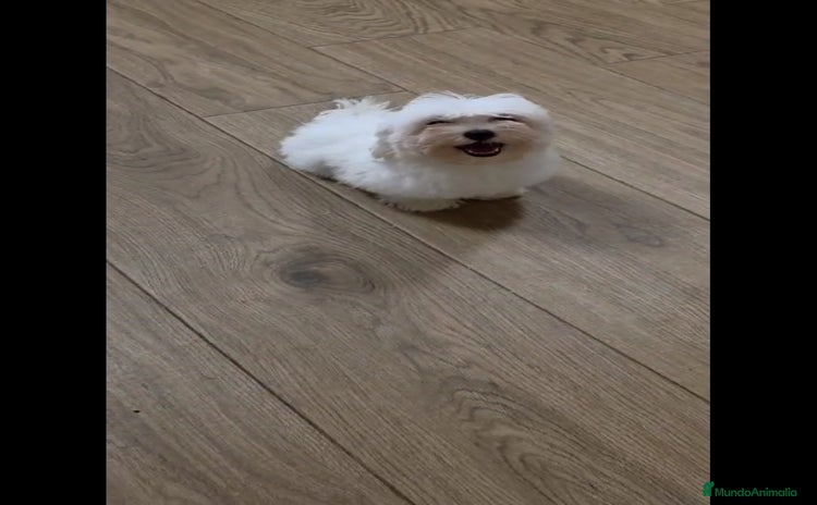 Bichón Maltés perros - Anuncio 9