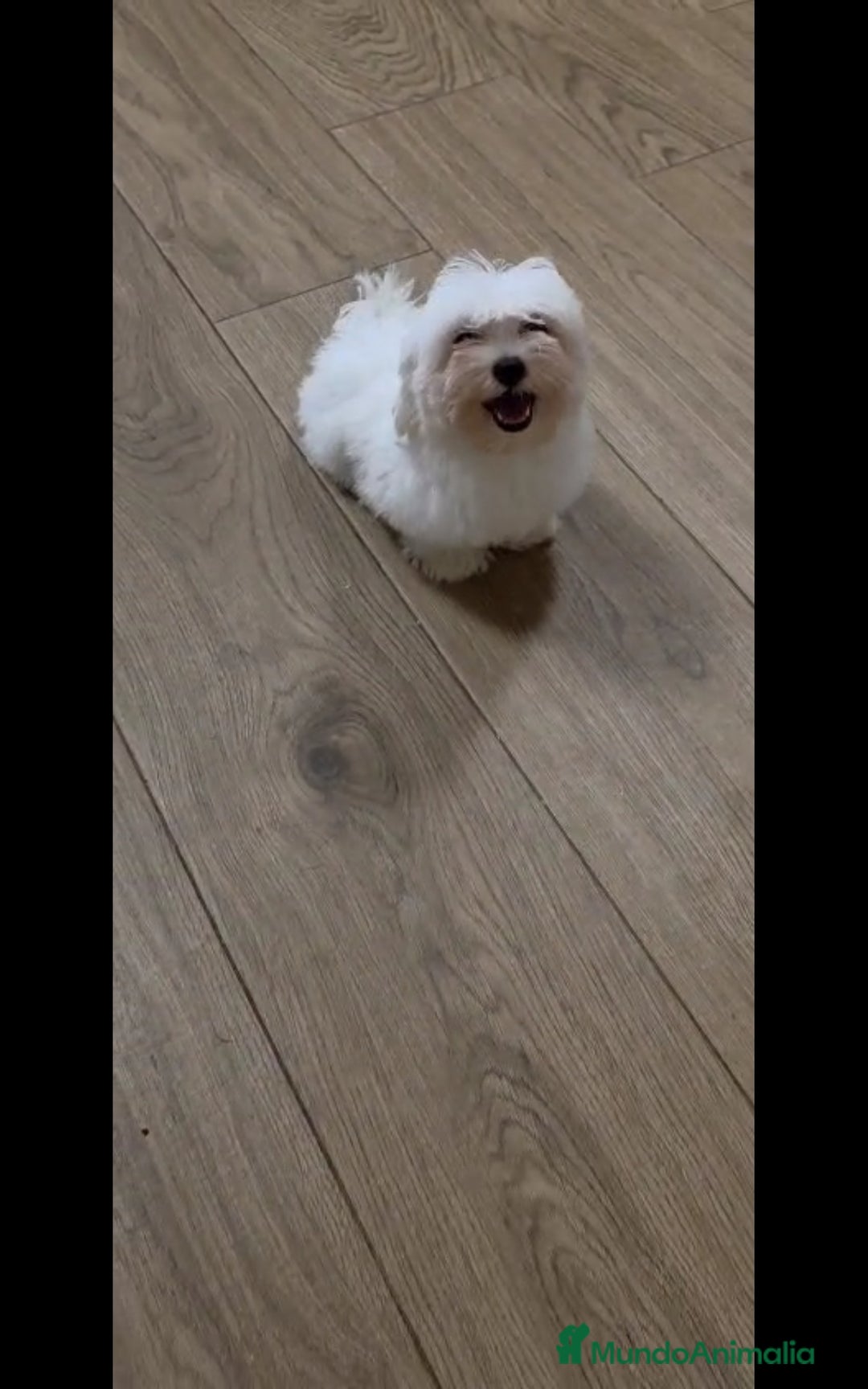 Bichón Maltés perros en venta: BICHÓN MALTÉS ❗🐾 - Imagen 1