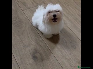 Bichón Maltés perros - Anuncio 17