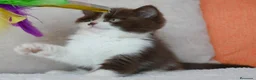 Británico de Pelo Corto gatos en venta: British Shorthair / Longhair  - Anuncio 8
