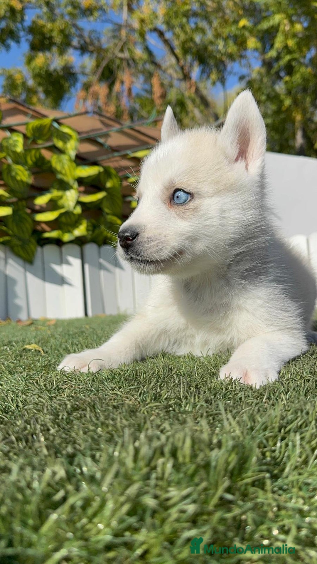 Husky Siberiano perros en venta: HUSKY SIBERIANO - Anuncio 18