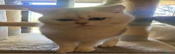 Británico de Pelo Corto gatos en venta: British Macho 7791 AQUANATURA - Anuncio 7