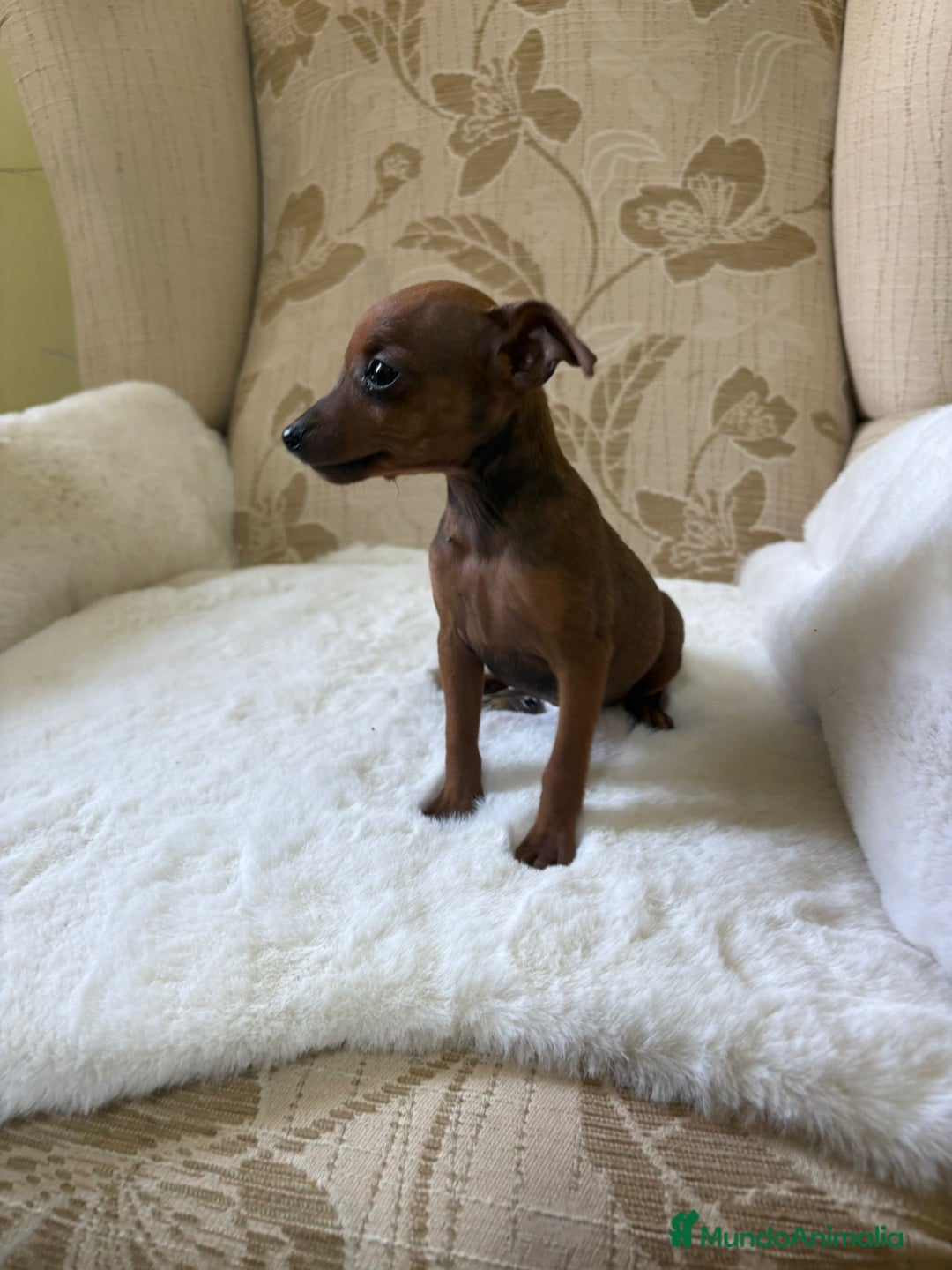 Pinscher Miniatura perros en venta: Pinscher Miniatura cachorros de ensueño - Imagen 4