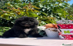 Perro de Agua Español perros en venta: Cachorritos perro de aguas español  - Imagen 3