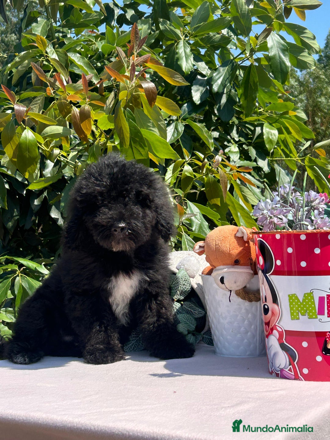 Perro de Agua Español perros en venta: Cachorritos perro de aguas español  - Imagen 3