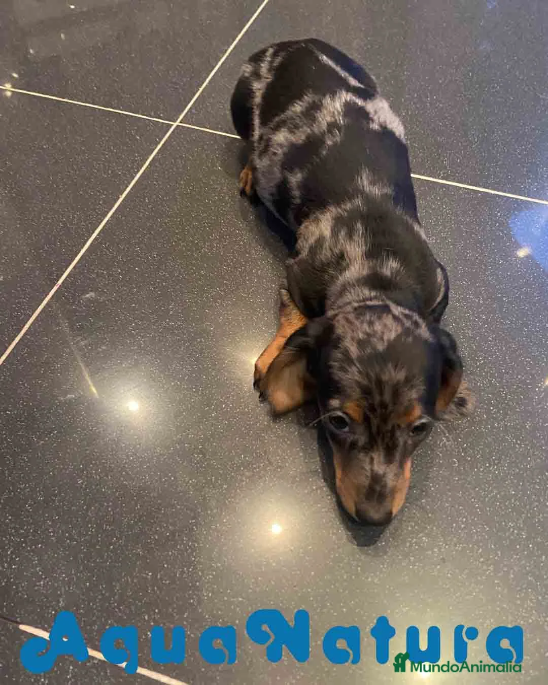 Teckel Miniatura perros en venta: Teckel Macho de Tria y Luisiño 2022 AQUANATURA - Anuncio 4