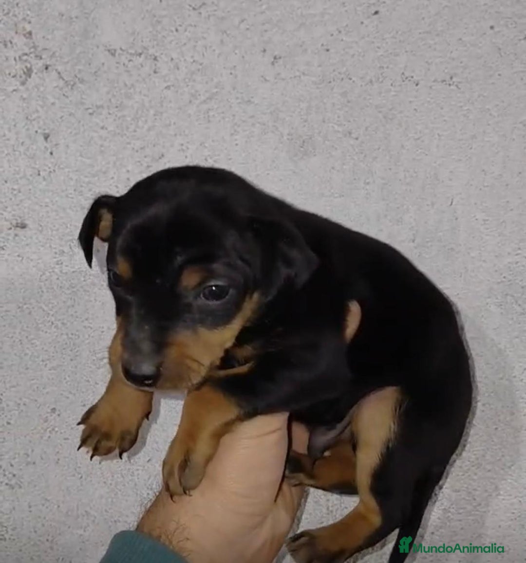 Pinscher Miniatura perros en venta: Pinscher miniatura negro fuego  - Anuncio 4
