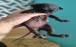 Sphynx gatos en venta: Sphynx pura raza. Tacto goma - Imagen 3