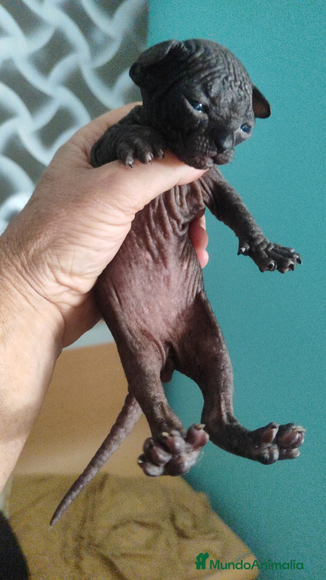 Sphynx gatos en venta: Sphynx pura raza. Tacto goma - Imagen 3