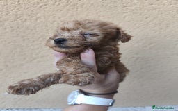 Caniche Enano perros en venta: Camada de caniche rojo - Imagen 8