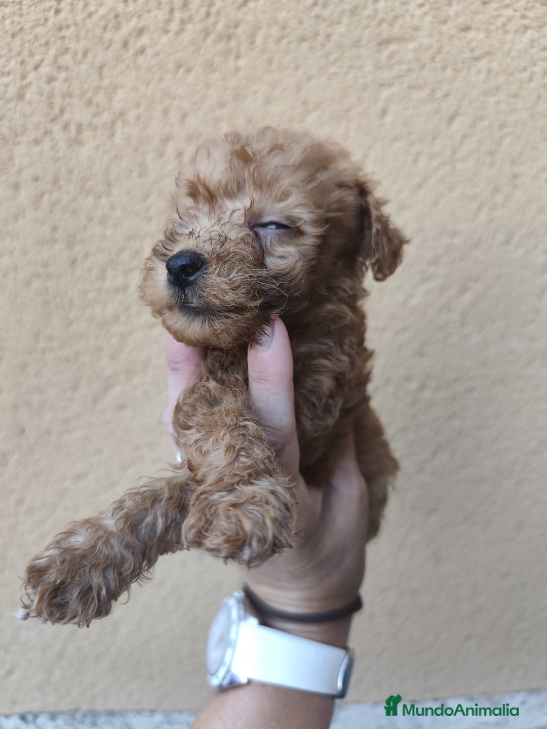 Caniche Enano perros en venta: Camada de caniche rojo - Imagen 8