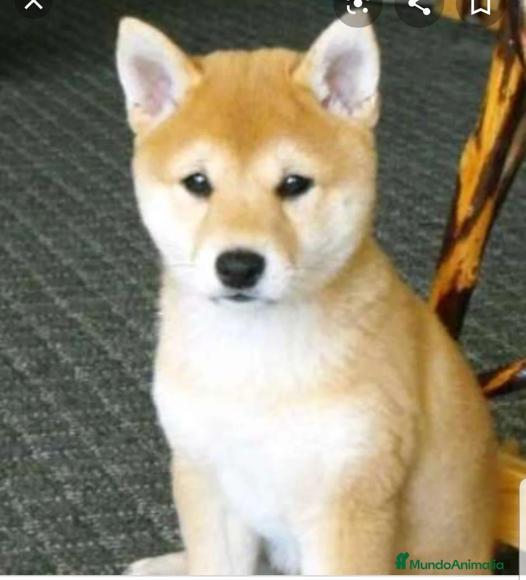 Shiba Inu perros en venta: Shiba inu - Anuncio 7