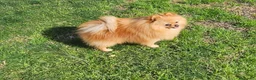 Pomerania perros en venta: POMERANIA JOVEN GEN MERLE - Anuncio 8