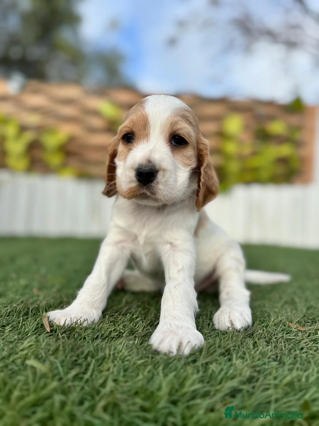 Cocker Spaniel Inglés perros en venta: COCKER HEMBRA - Anuncio 8