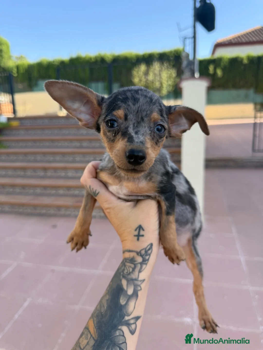 Pinscher Miniatura perros en venta: Mini pincher Exoticos  - Anuncio 2