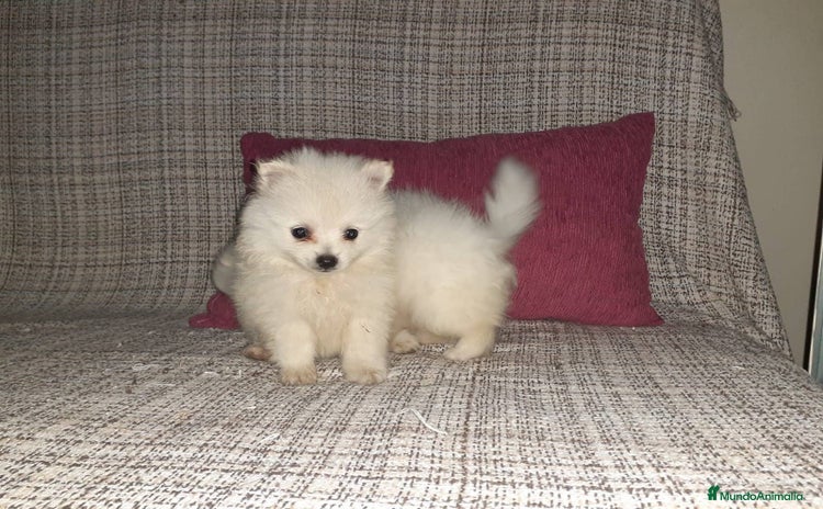 Pomerania perros - Anuncio 8