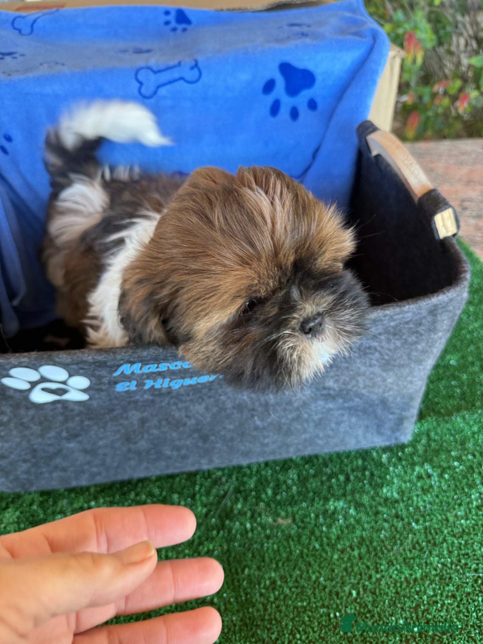 Shih Tzu perros en venta: Shihtzu tricolor - Anuncio 5