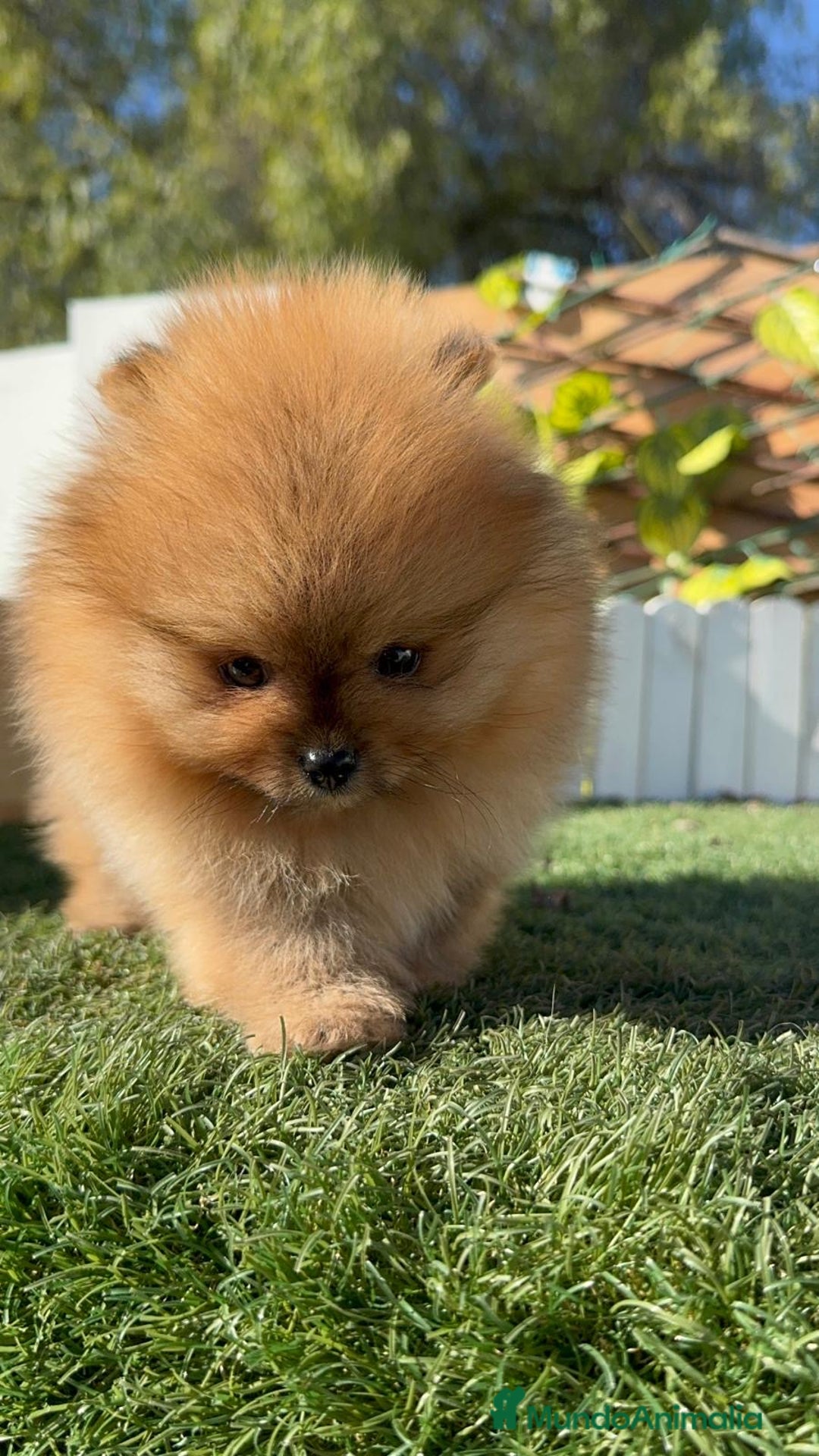 Pomerania perros en venta: POMERANIA HEMBRA CARA DE OSO - Anuncio 12