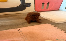 Caniche Enano perros en venta: Preciosa Caniche Roja - Imagen 2