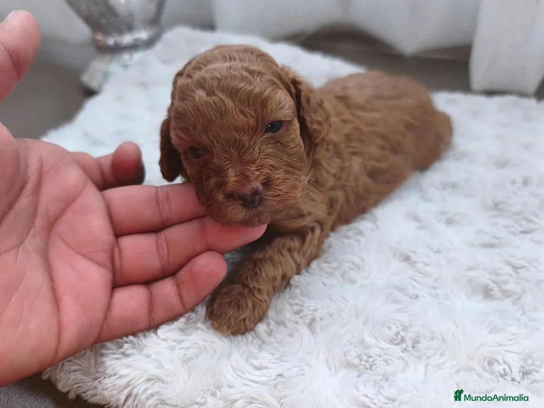 Caniche Toy perros en venta: Espectacular camada de caniche  - Anuncio 1