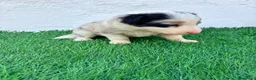 Border Collie perros en venta: Border Collie tricolor merle blue chocolate - Anuncio 2